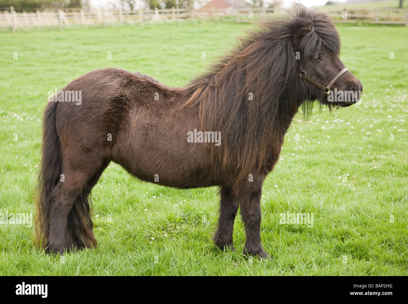 Shetland pony hi-res stock photography and images - Alamy