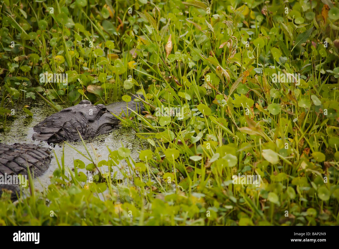 American Alligator on Lachua Trail in Paynes Prairie Preserve State Park in Florida Stock Photo