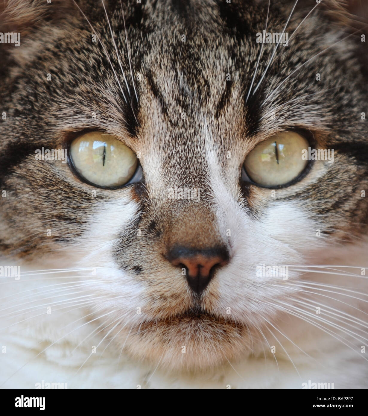 41++ Tabby cat head markings Funniest Cats Ever