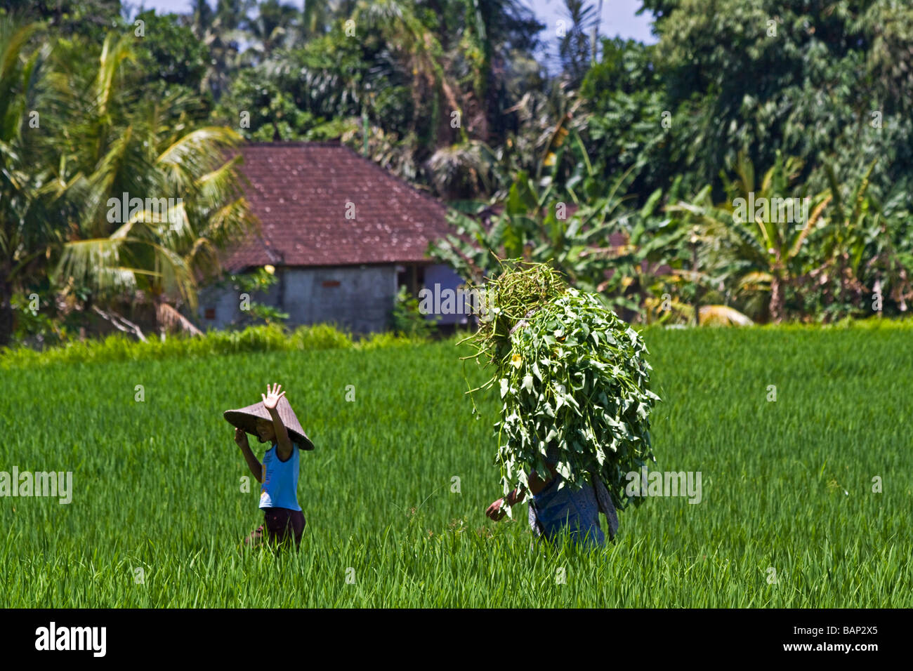 Little girl and rice paddy women walking on rice fields in Ubud Bali Indonesia Stock Photo
