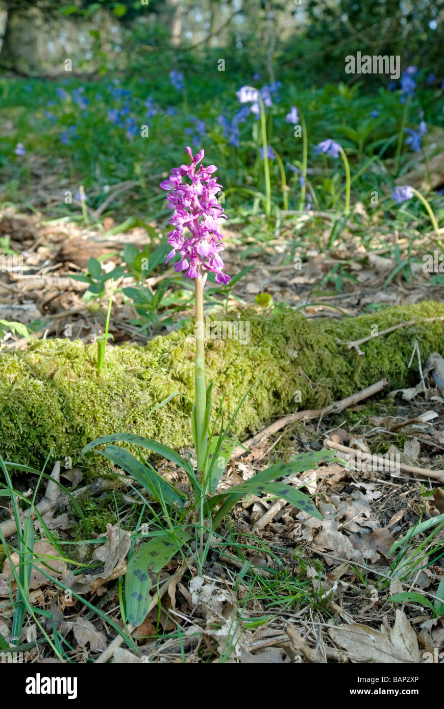ORCHIS MASCULA; EARLY PURPLE ORCHID IN WOODLAND Stock Photo
