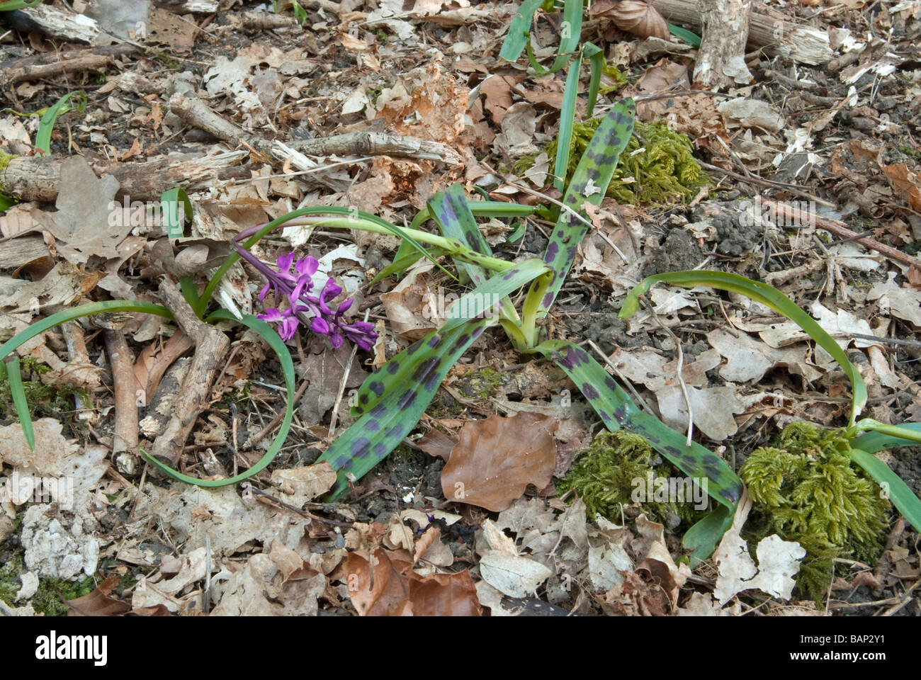 ORCHIS MASCULA; TRAMPLED EARLY PURPLE ORCHID Stock Photo