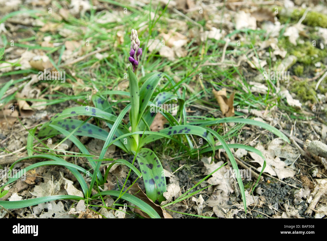 ORCHIS MASCULA; EARLY PURPLE ORCHID Stock Photo