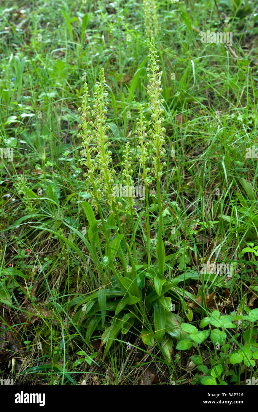 ORCHIS ANTHROPOPHORA; MAN ORCHID Stock Photo