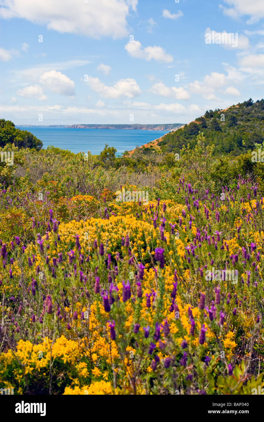 Clifftop yellow flowers hires stock photography and images Alamy