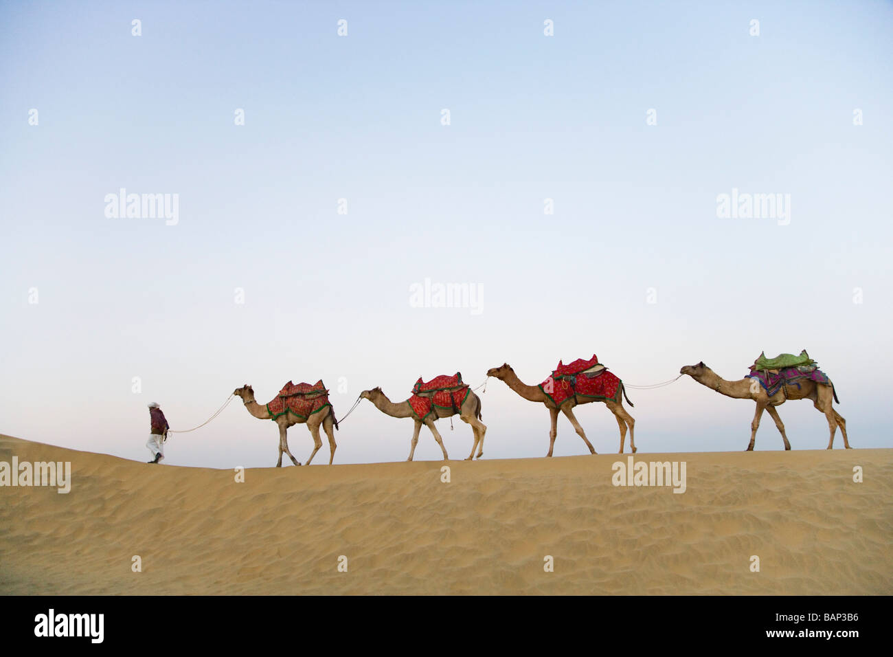 Man with camels walking in a row, Thar Desert, Jaisalmer, Rajasthan ...