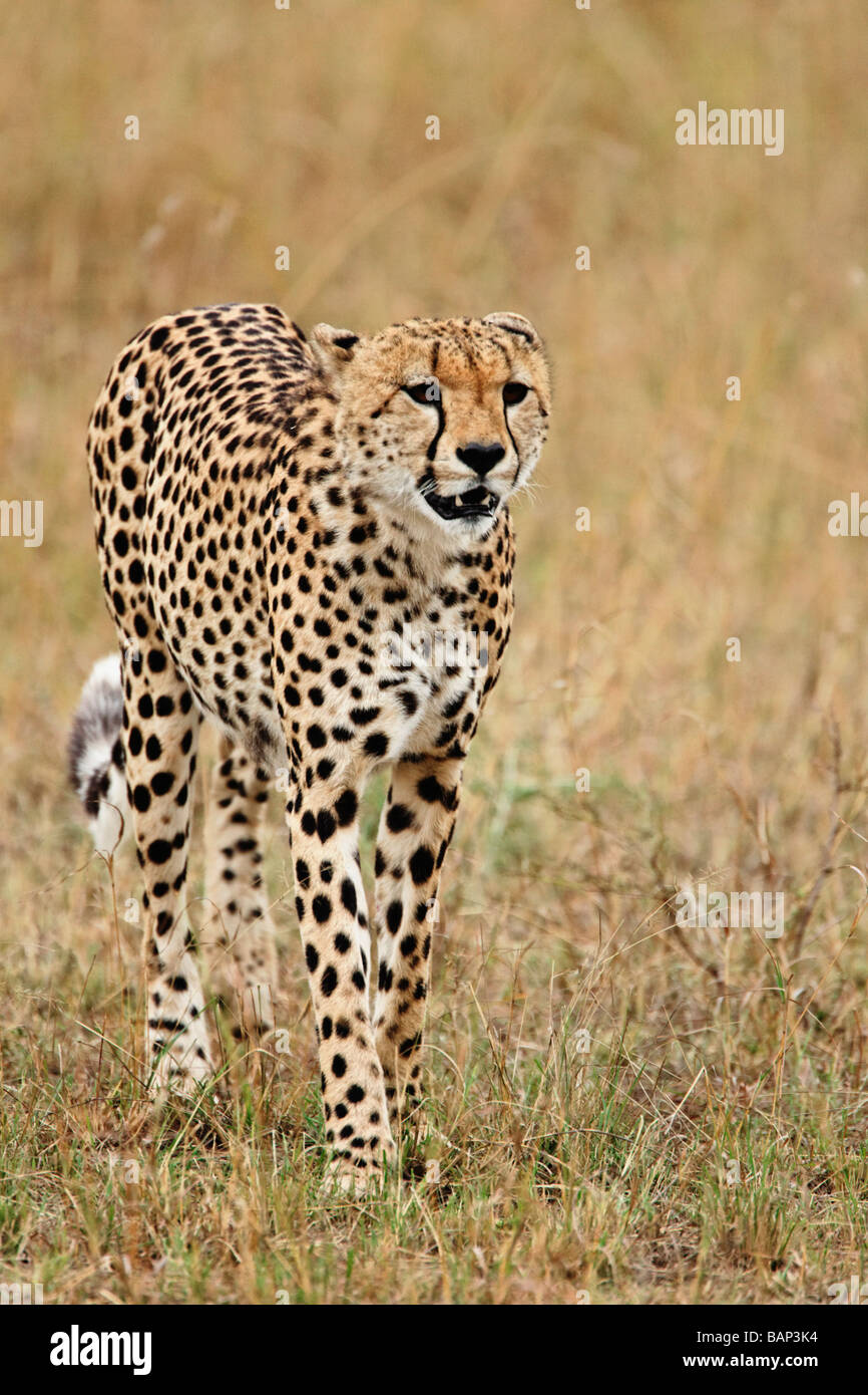 Cheetah on the hunt in the tall grasses of the Serengeti Plains in the Masai Mara Reserve in Kenya Stock Photo