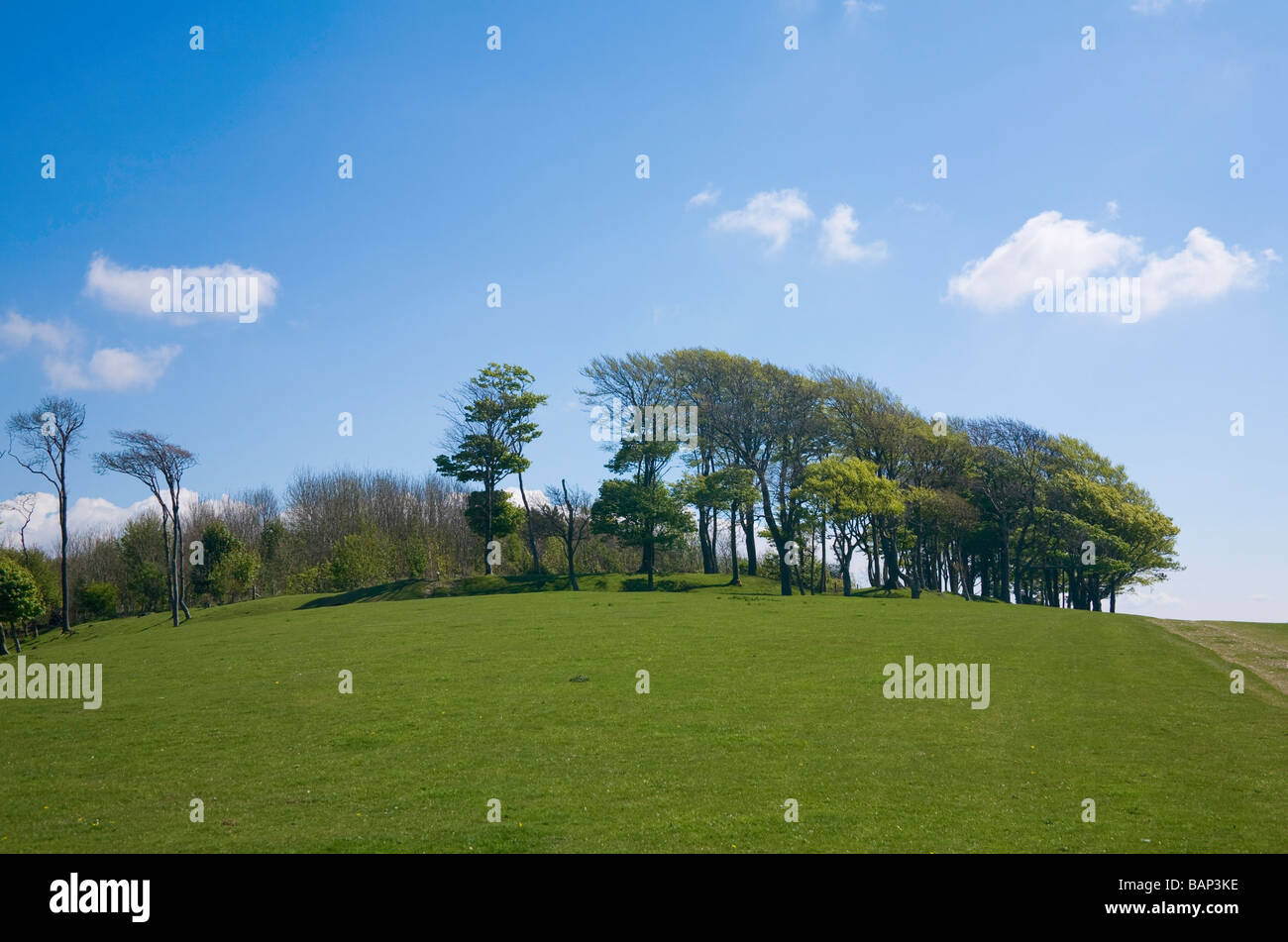 View of the Beech trees in Chanctonbury Ring on a fine Spring day. Sussex, England, UK Stock Photo