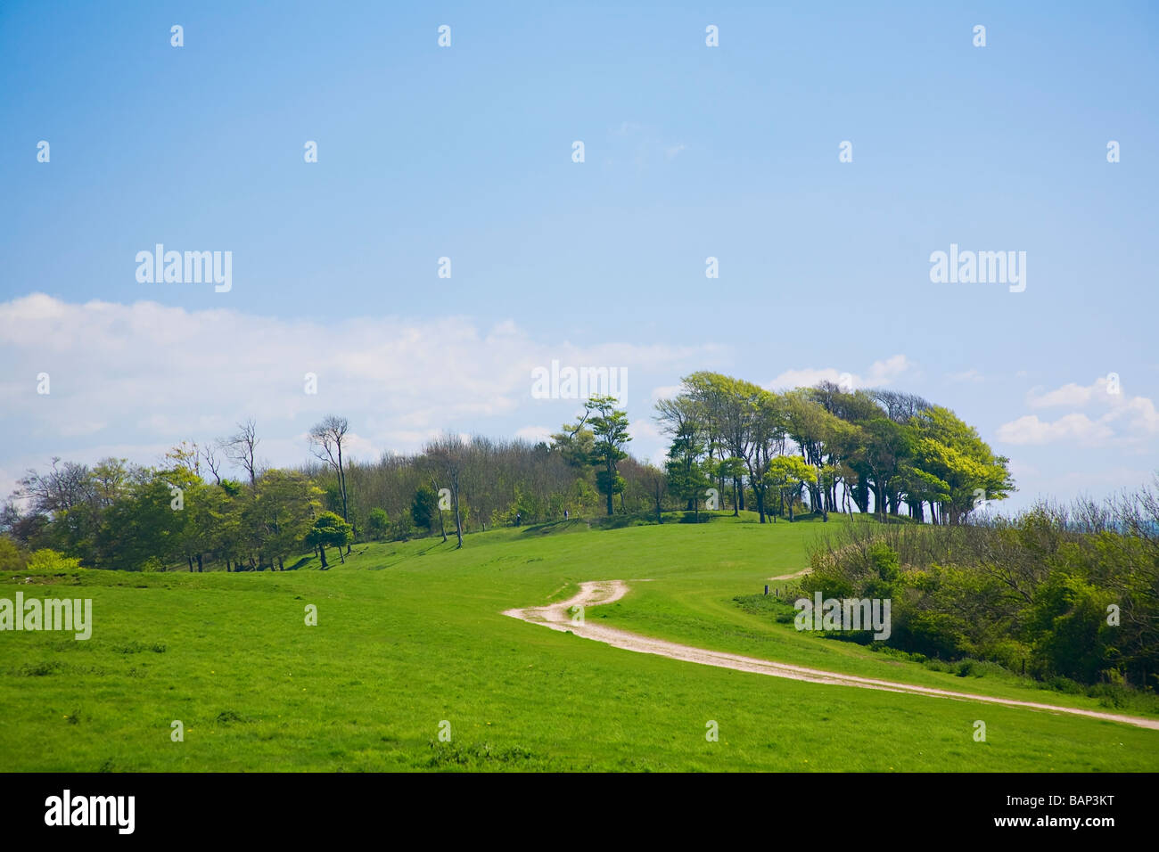 A winding chalk path leading up to Chanctonbury Ring on the South Downs on a fine Spring day. West Sussex, England, UK Stock Photo