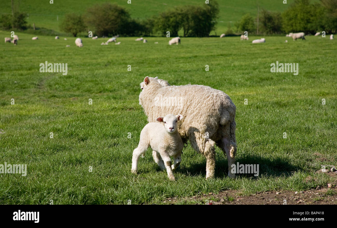 Ewe (Ovis aries) with her lamb who is looking at the camera Stock Photo