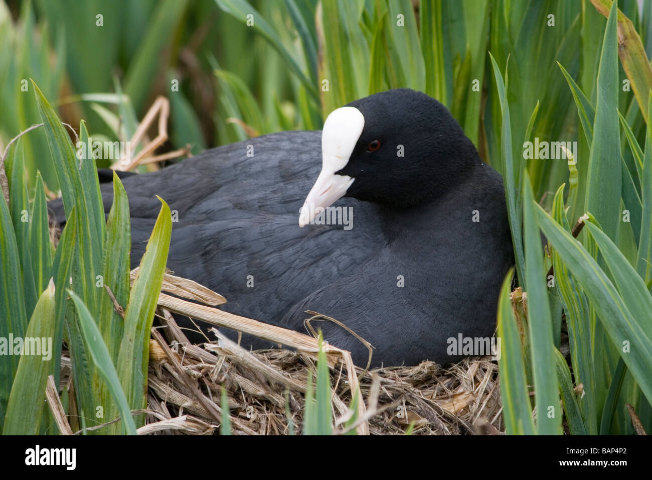 Coot on a nest built in the reeds at the lakeside in April Stock Photo