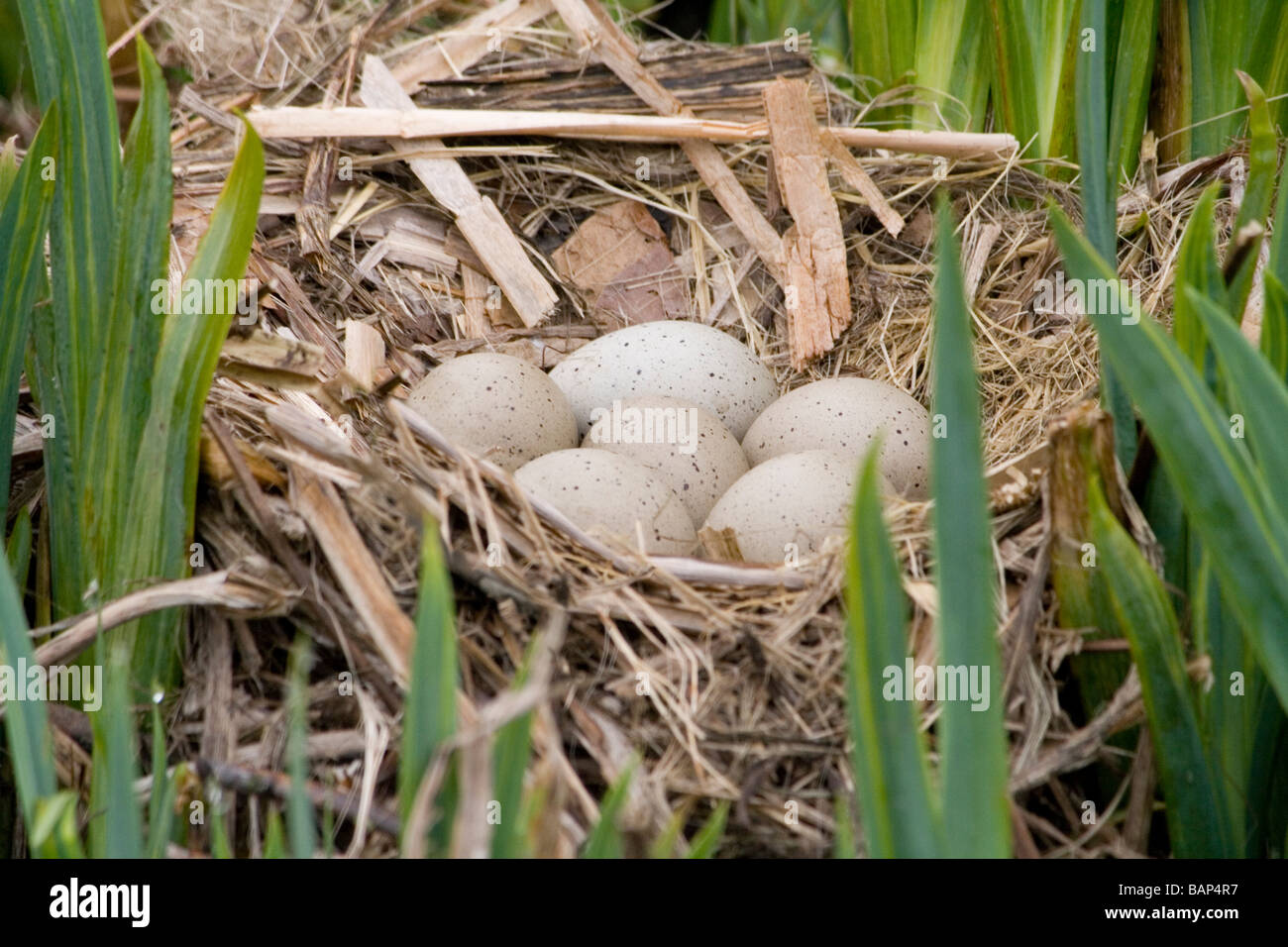 Nest of a coot (fulica atra) with six eggs showing how it is woven into the reeds Stock Photo