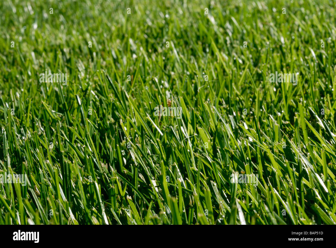 Fescue grass detail Stock Photo