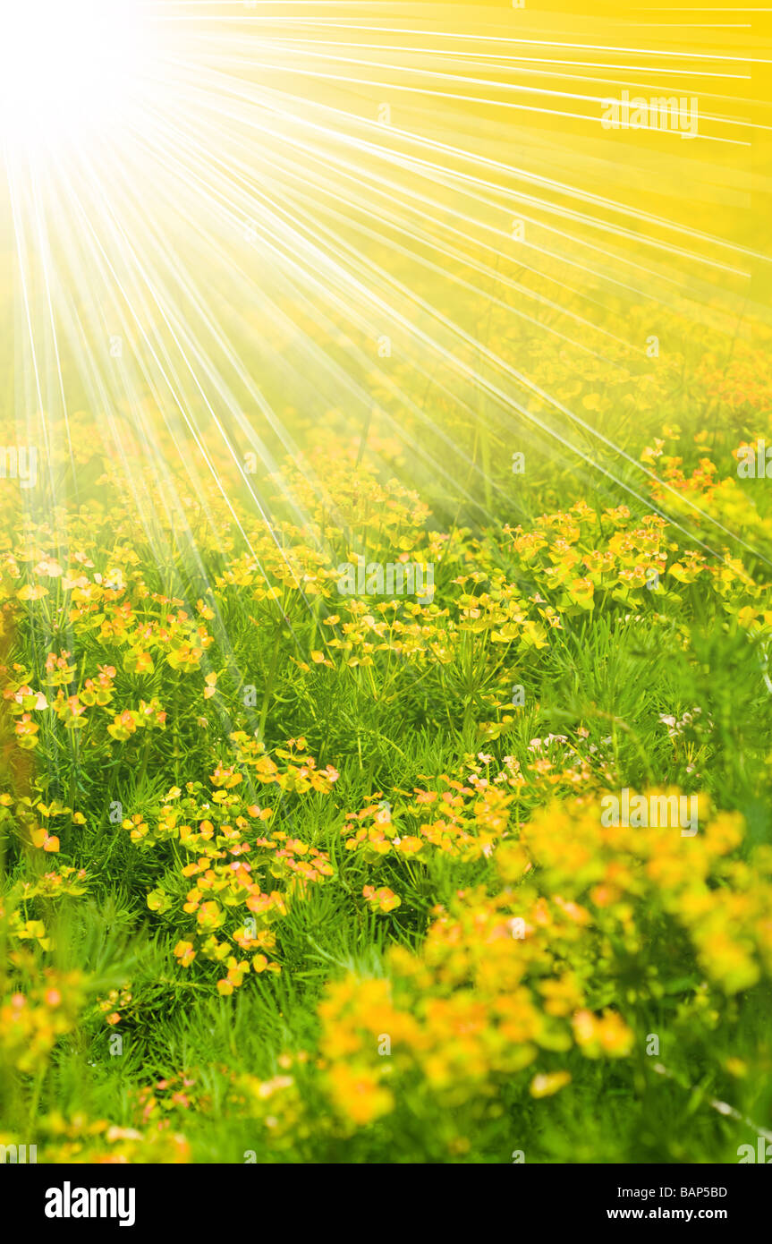 Field of yellow flower Stock Photo Alamy