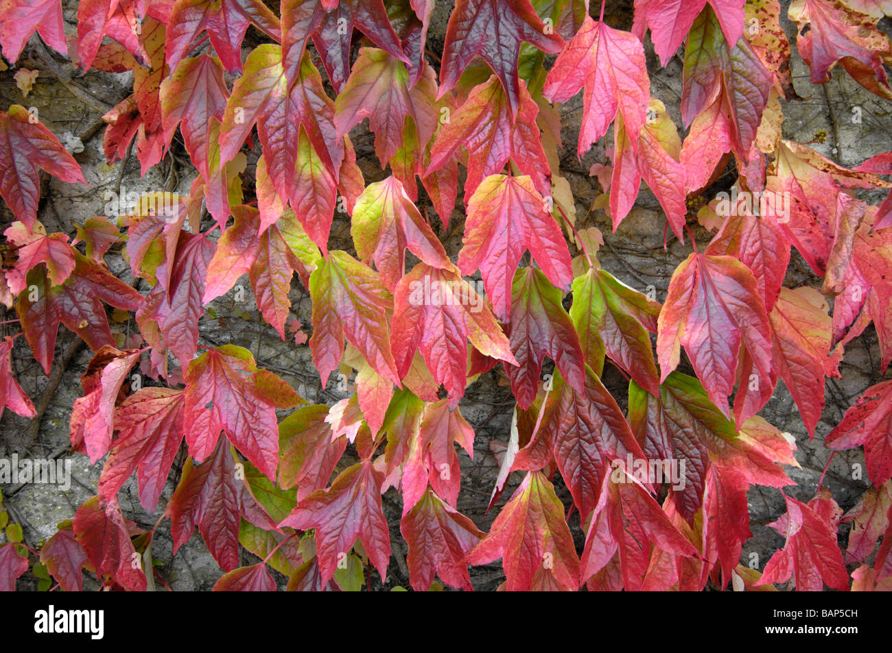 Ivy changing colour hi-res stock photography and images - Alamy