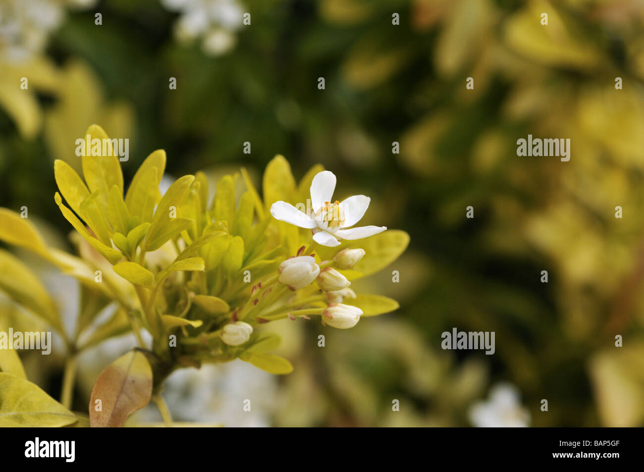 Choisya ternata Mexican Orange Blossom Sundance cultivar spring flowers and foliage Stock Photo