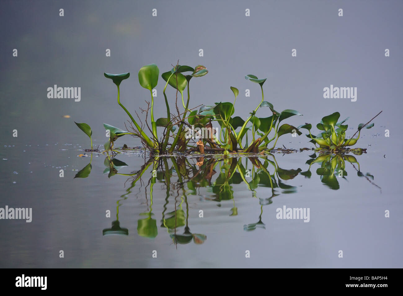 Water plants on a tributary of the Kinabatangan River Sukau Sabah Borneo Stock Photo