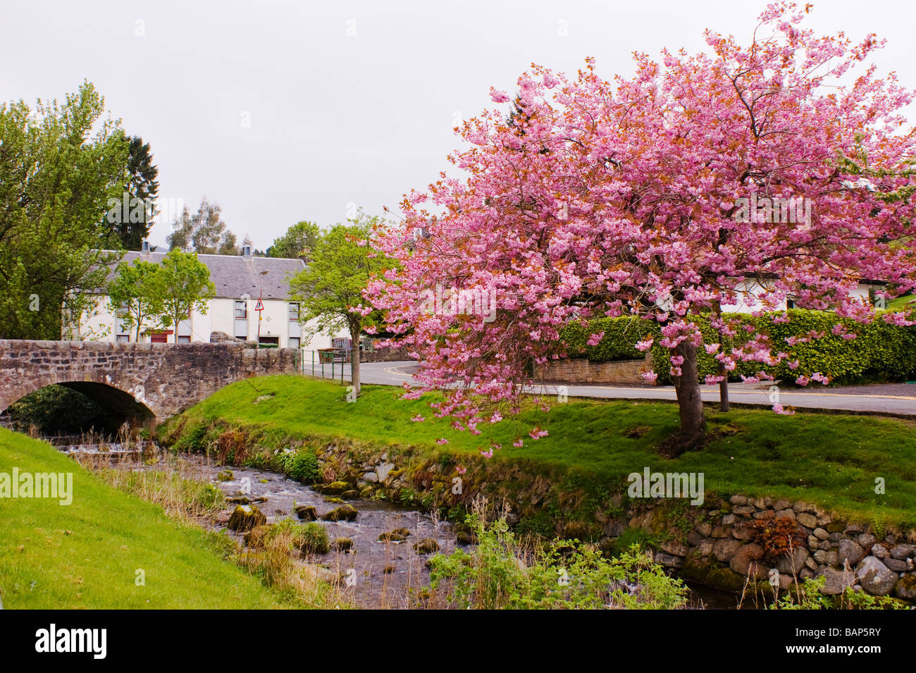 Spring blossom and bridge at Dollar in Clackmannan Scotland Stock Photo