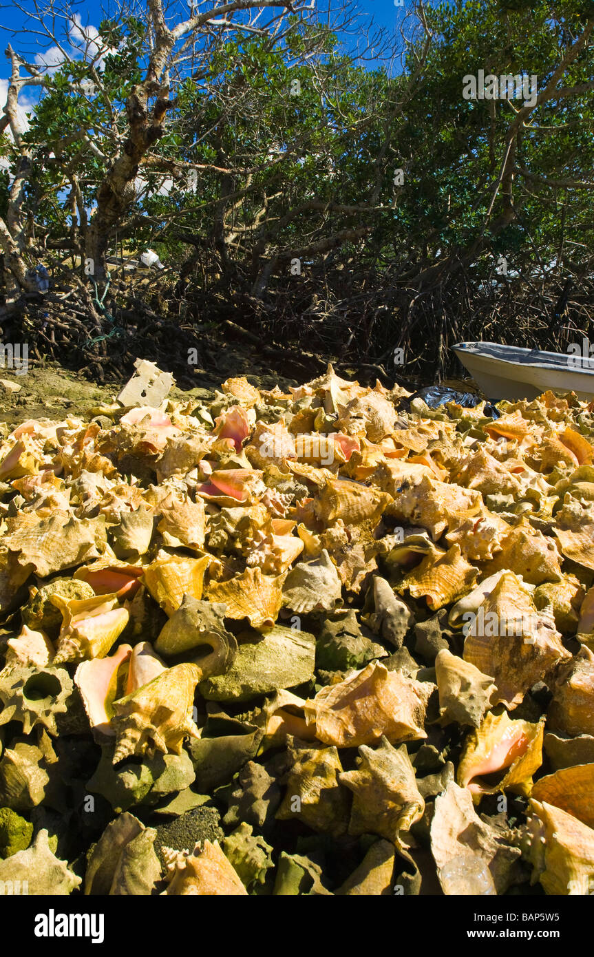 Discarded queen Conch shells McLean's Town, Grand Bahamas. Stock Photo