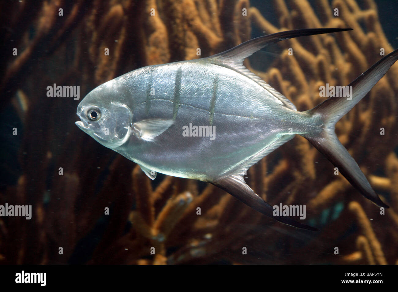 Close-up of a fish swimmimg in Bermuda Aquarium Stock Photo