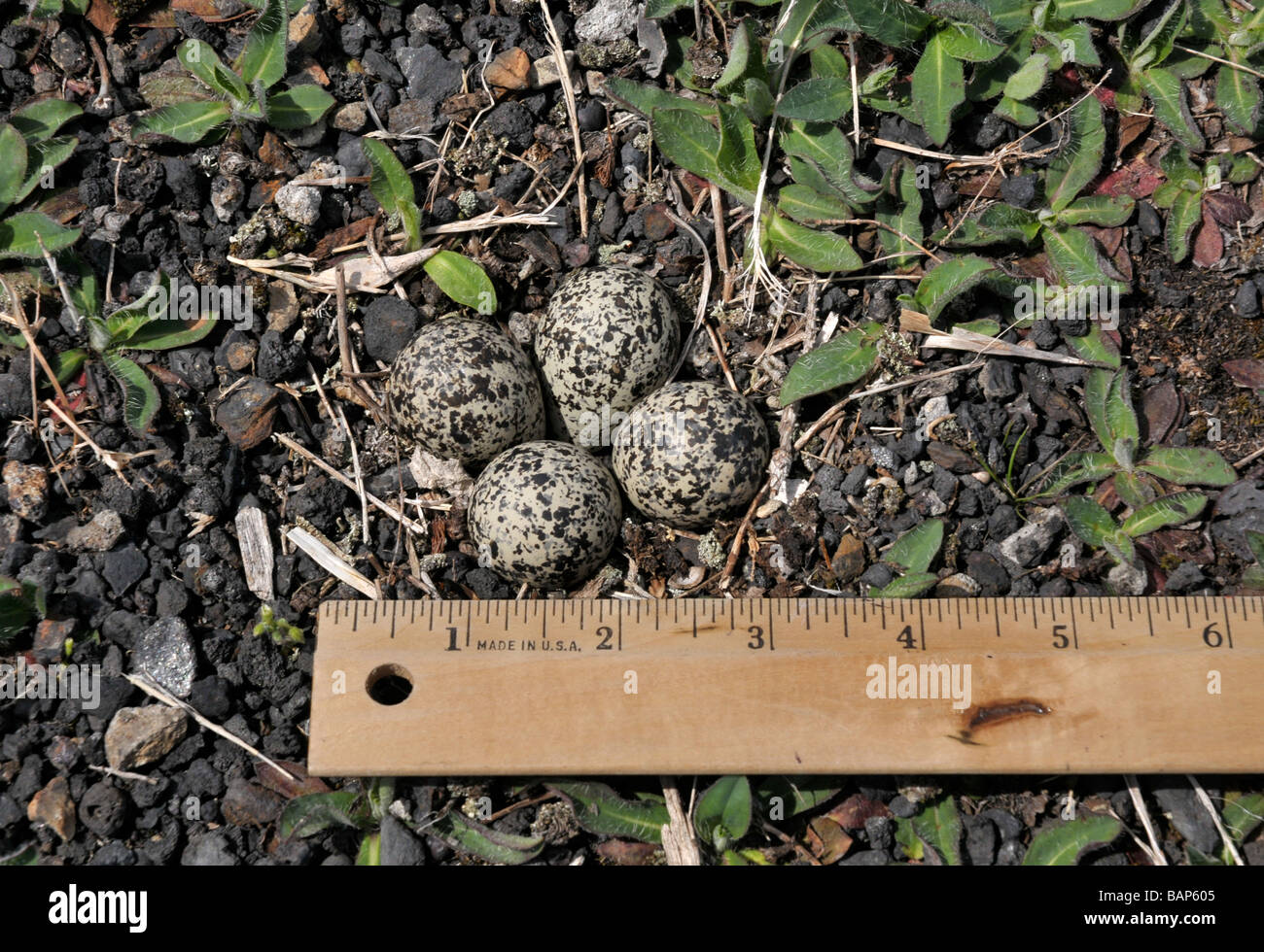 Killdeer nest with four eggs. Stock Photo