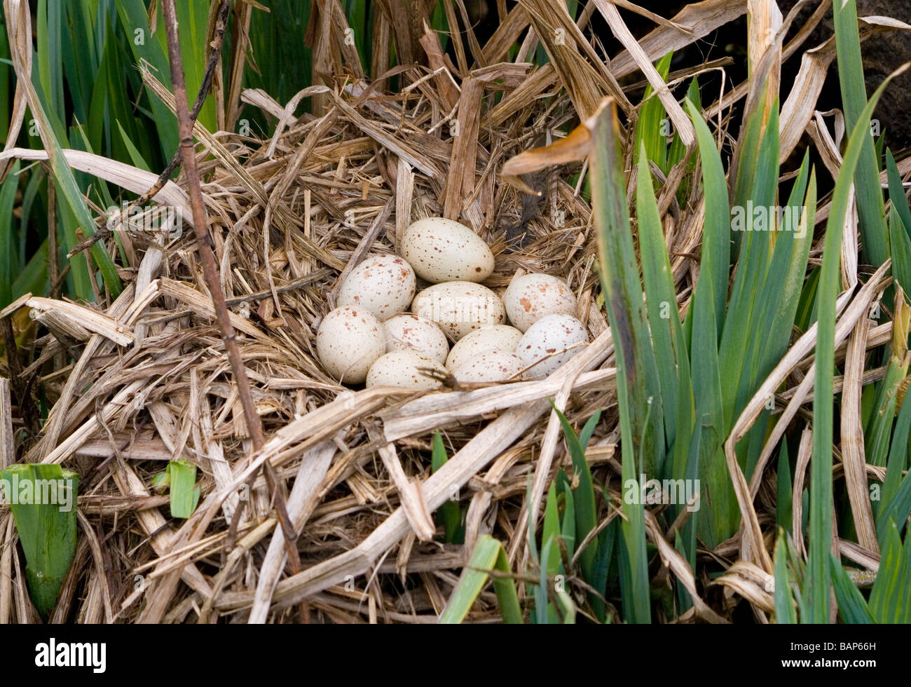 Moorhen egg hires stock photography and images Alamy