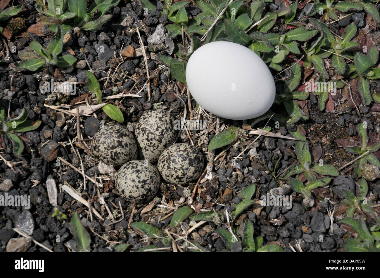 Killdeer nest with four eggs. Stock Photo