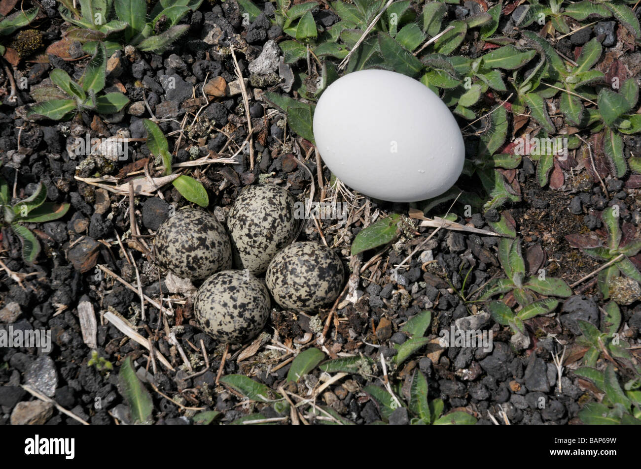 Killdeer bird eggs incubation time at susan cochrane blog