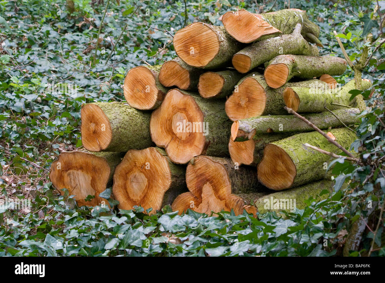 Log Pile Left On Forest Floor To Provide Shelter For Small Animals And ...