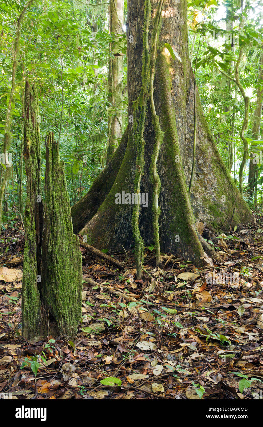 Rainforest tree showing buttress roots hires stock photography and