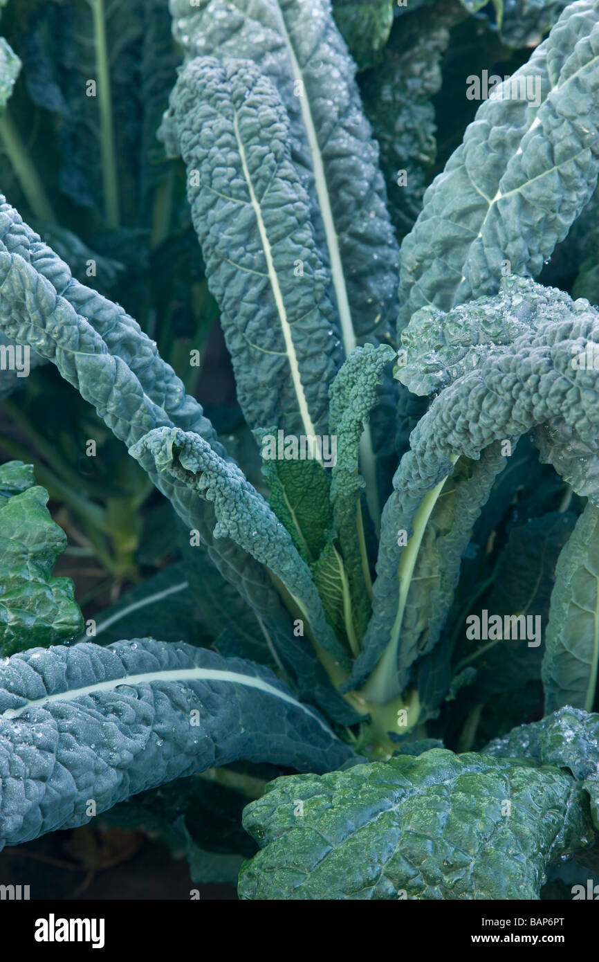 Italian Kale  'Brassica oleracea',  organic vegetable. Stock Photo