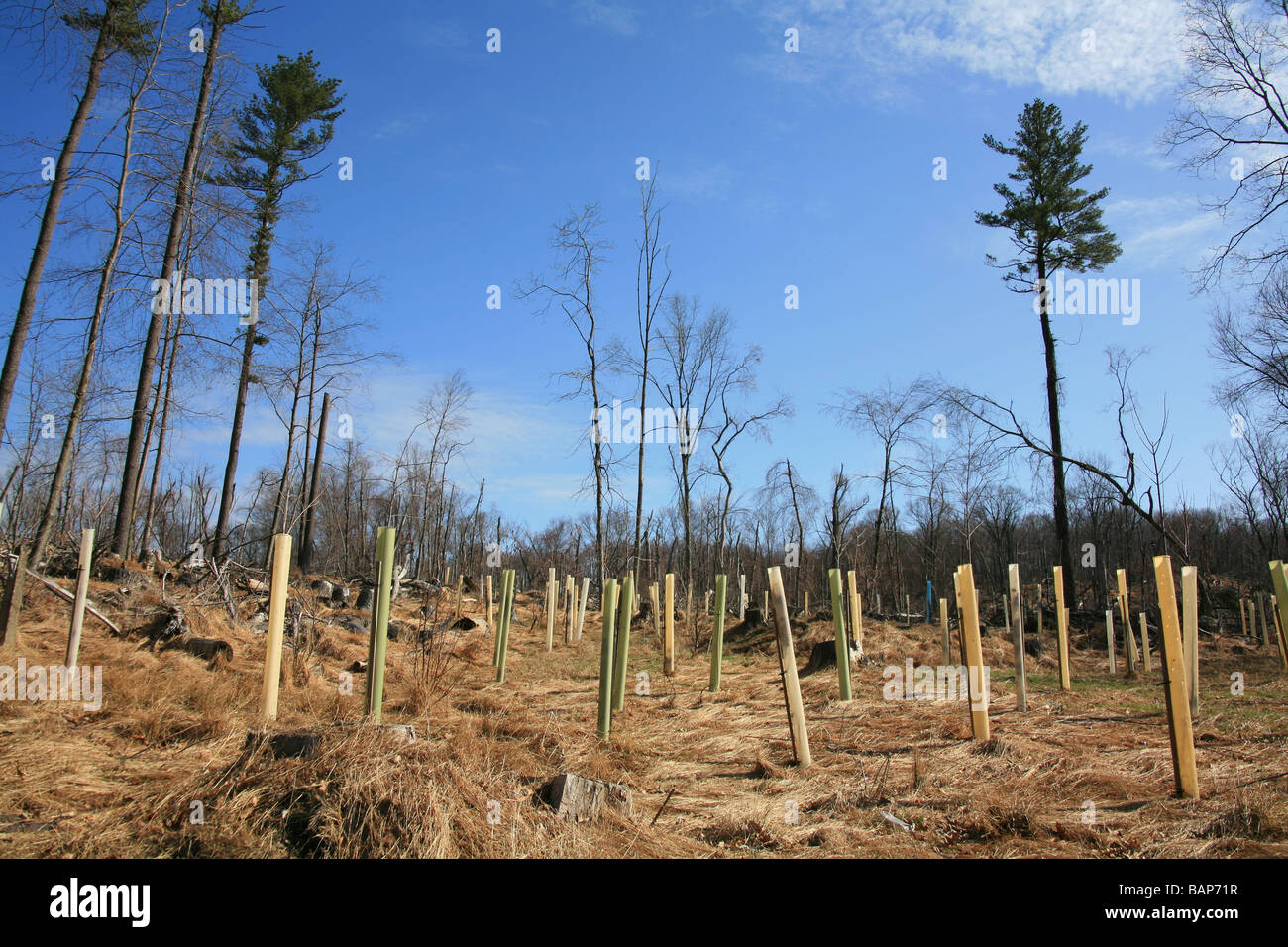 Replanted trees in a woodlands section of Westchester County, New York