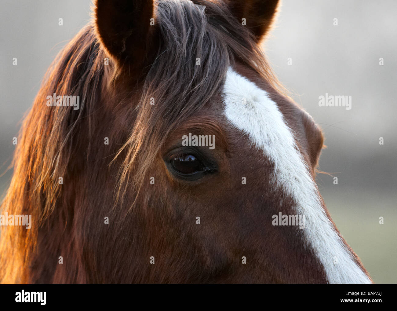 Chestnut horse portrait Stock Photo - Alamy