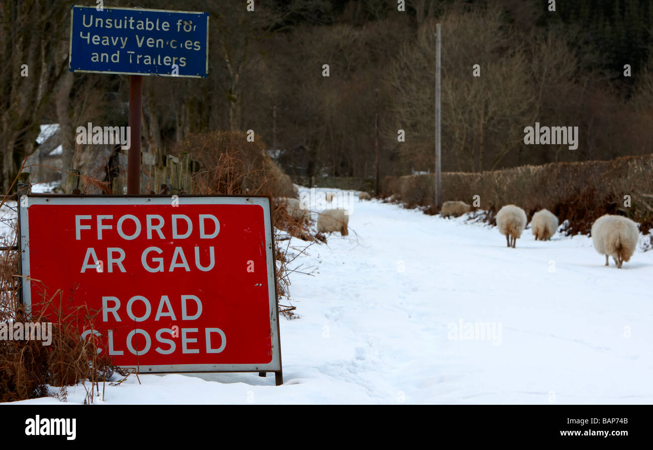 Sheep amble up a lane which has been closed due to snow, Lake Vyrnwy Stock Photo