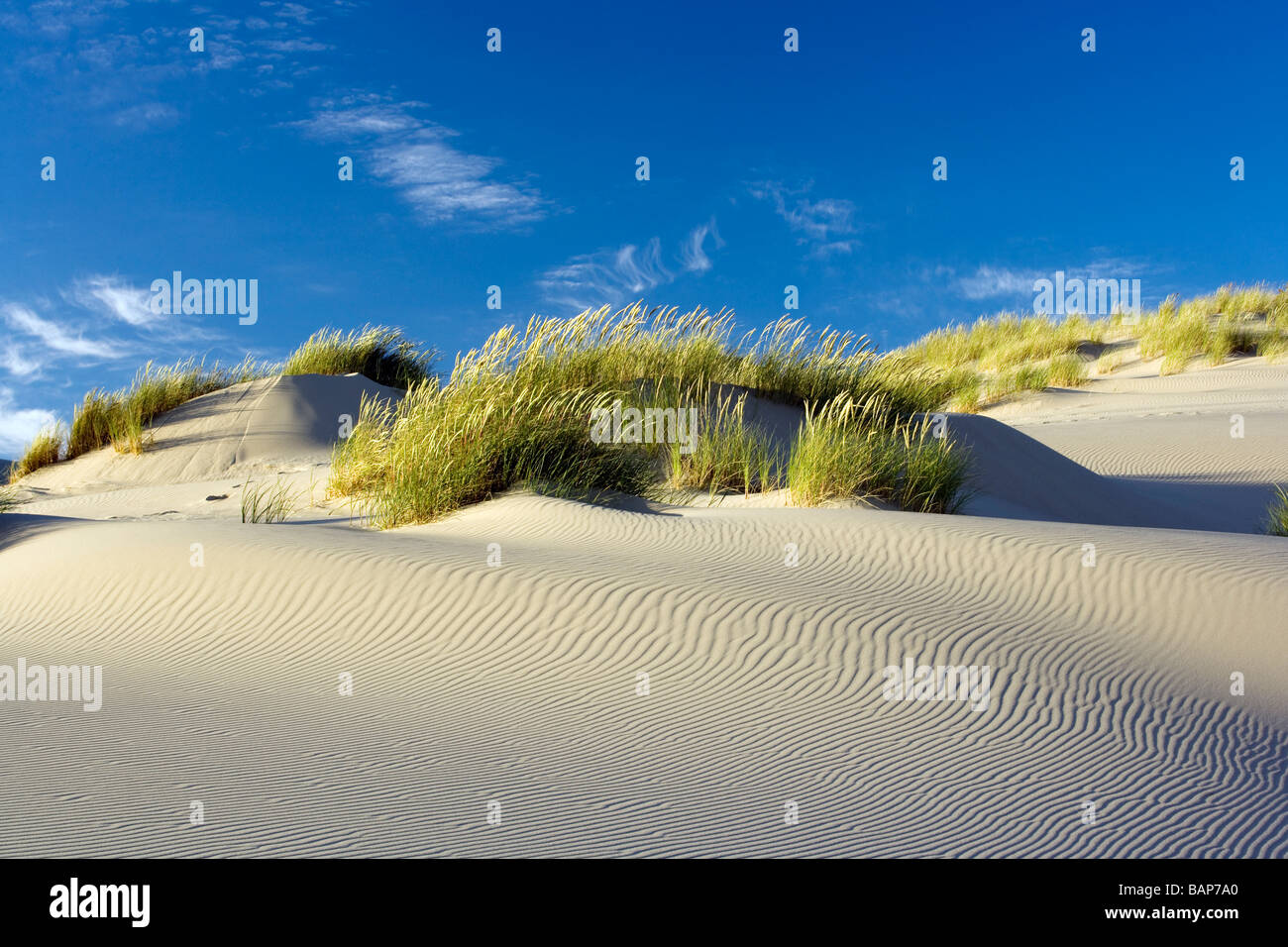 Sand Dunes Oregon Dunes National Recreation Area Reedsport, Oregon