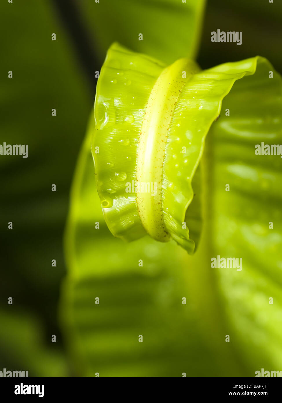 The unfurling tip of a frond of the bird nest fern Stock Photo