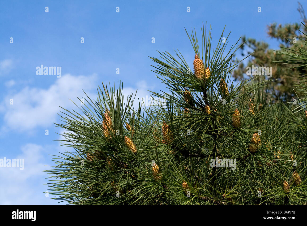 Corsican Pine (Pinus nigra) Stock Photo