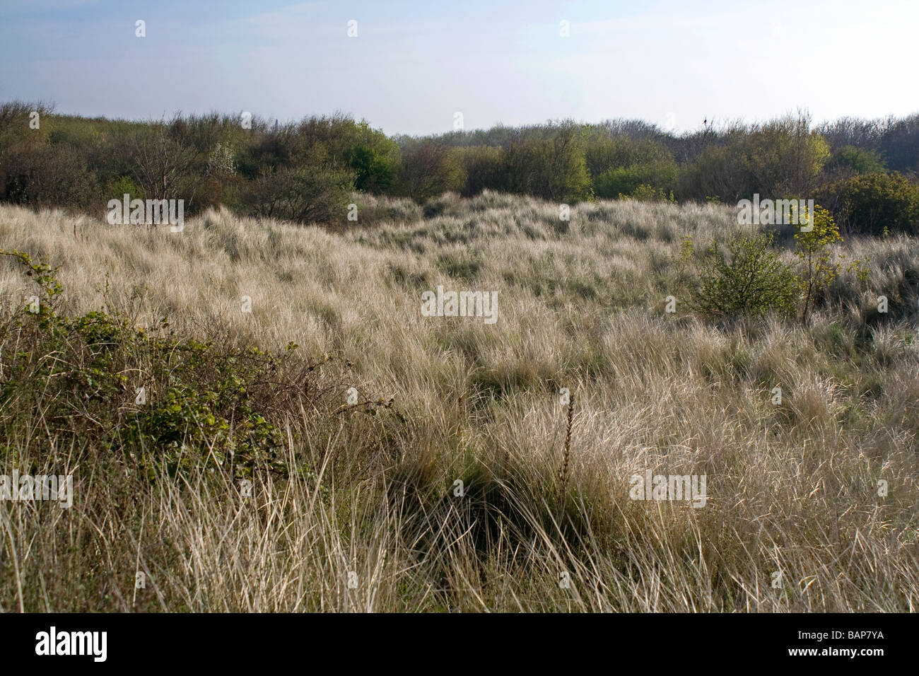 Sand dunes and scrub on the Sefton Coast Lancashire Stock Photo