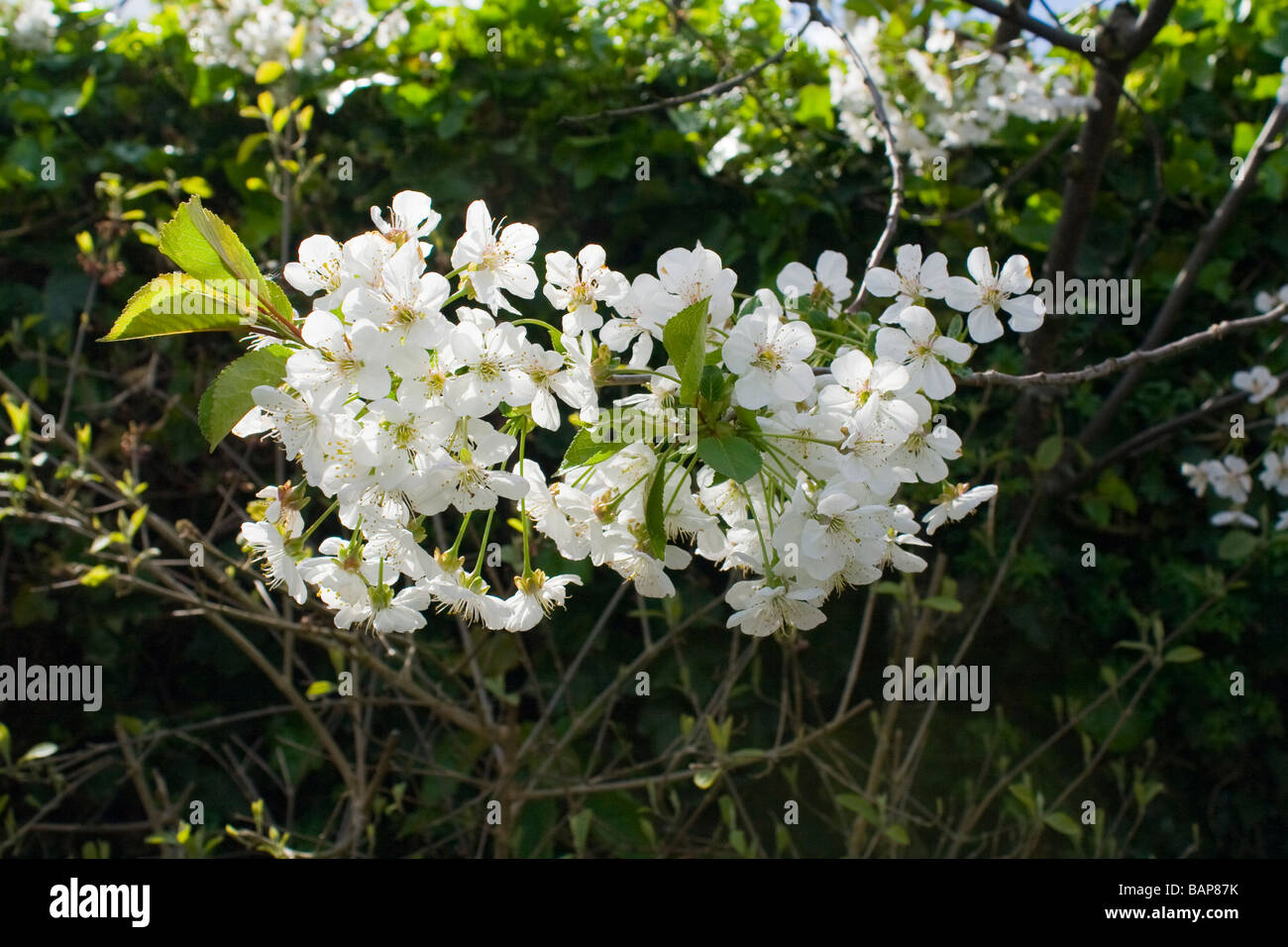 Morello Cherry Tree (Prunus cerasus) Stock Photo