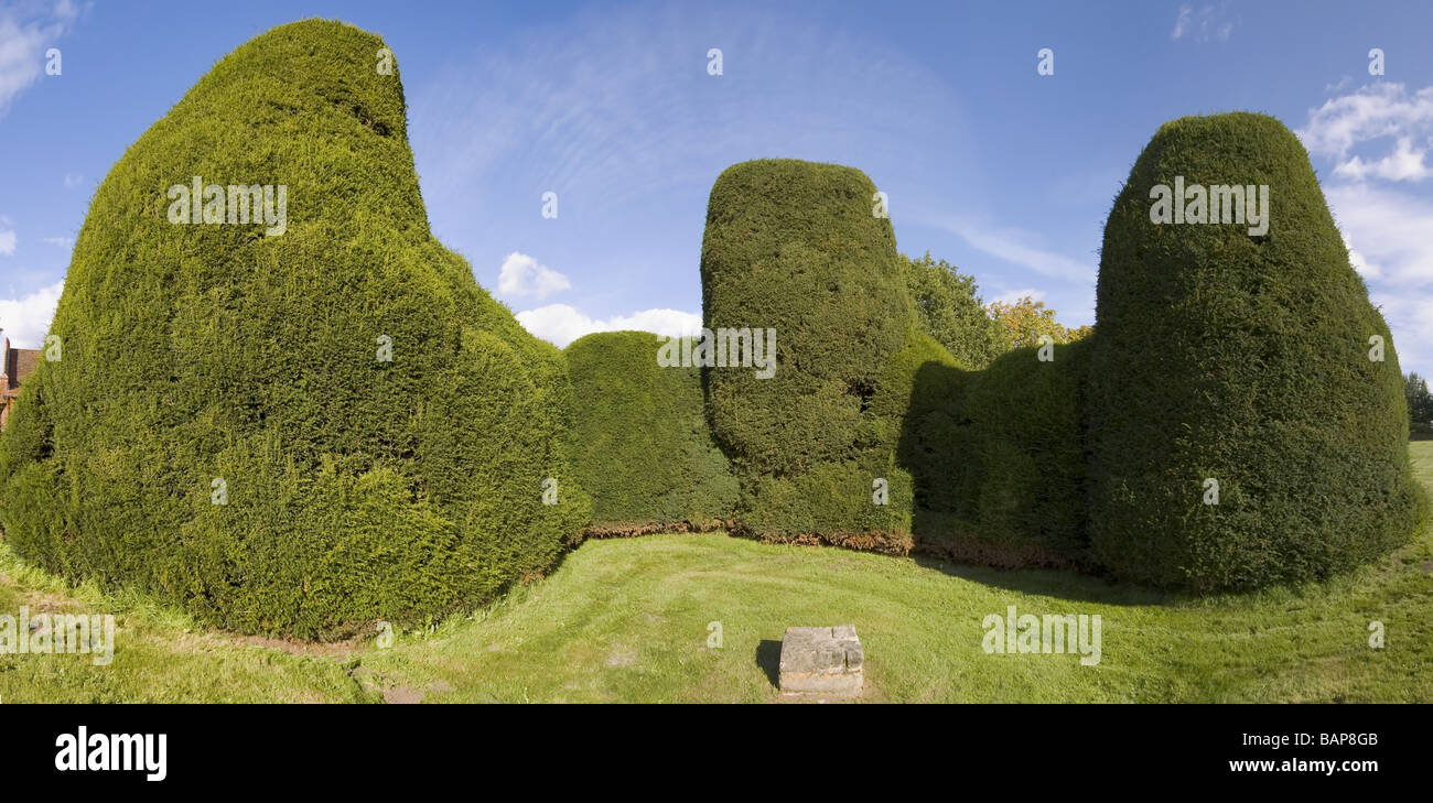 a laege hedge cut into shapes Stock Photo Alamy