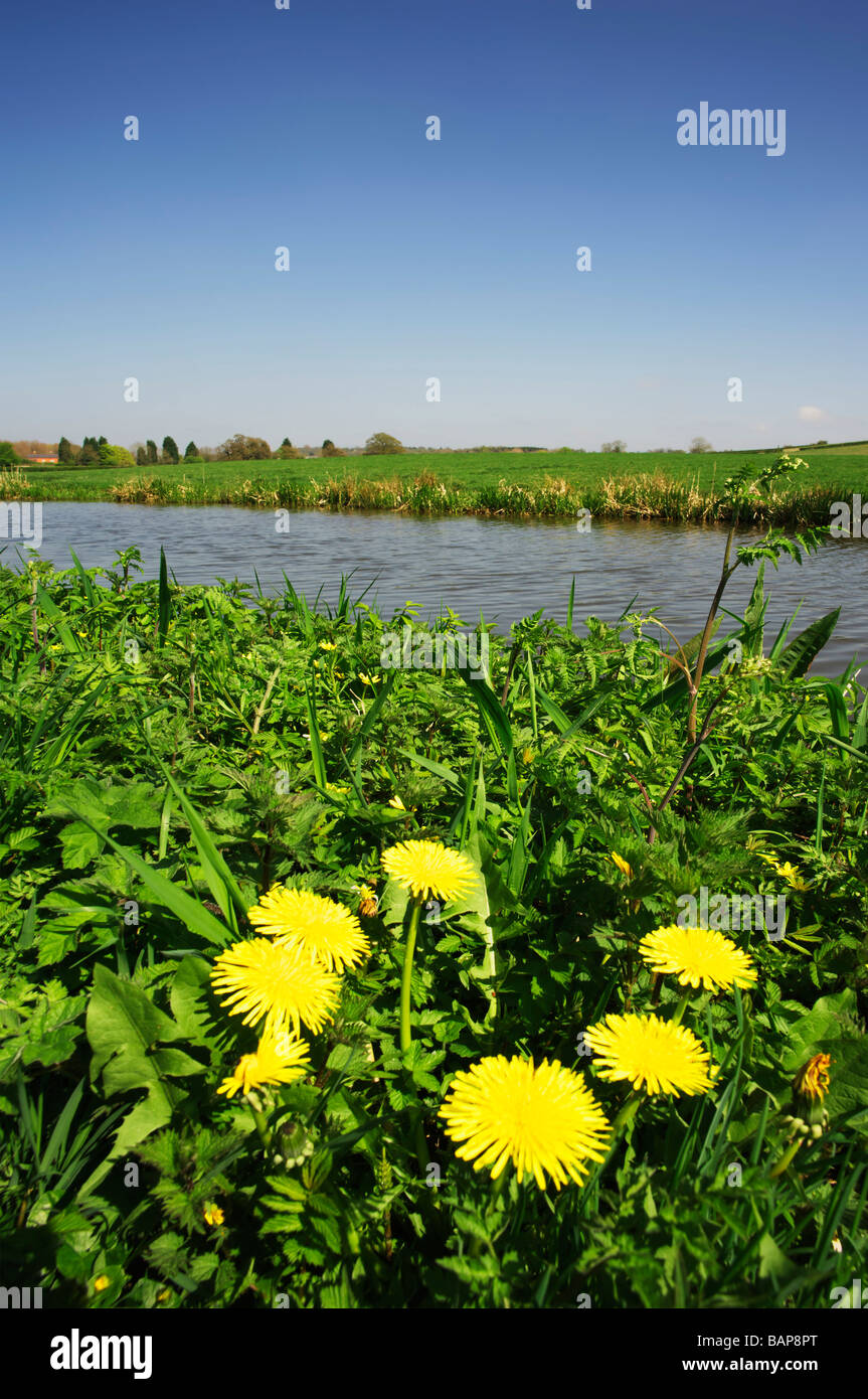 The banks of a river with bushes and trees Stock Photo - Alamy
