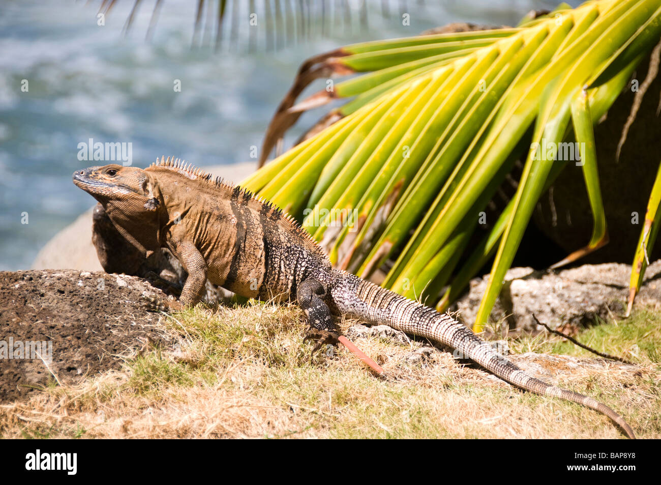 iguana sunning on rocks by beach palm tree nicaragua central america Stock Photo