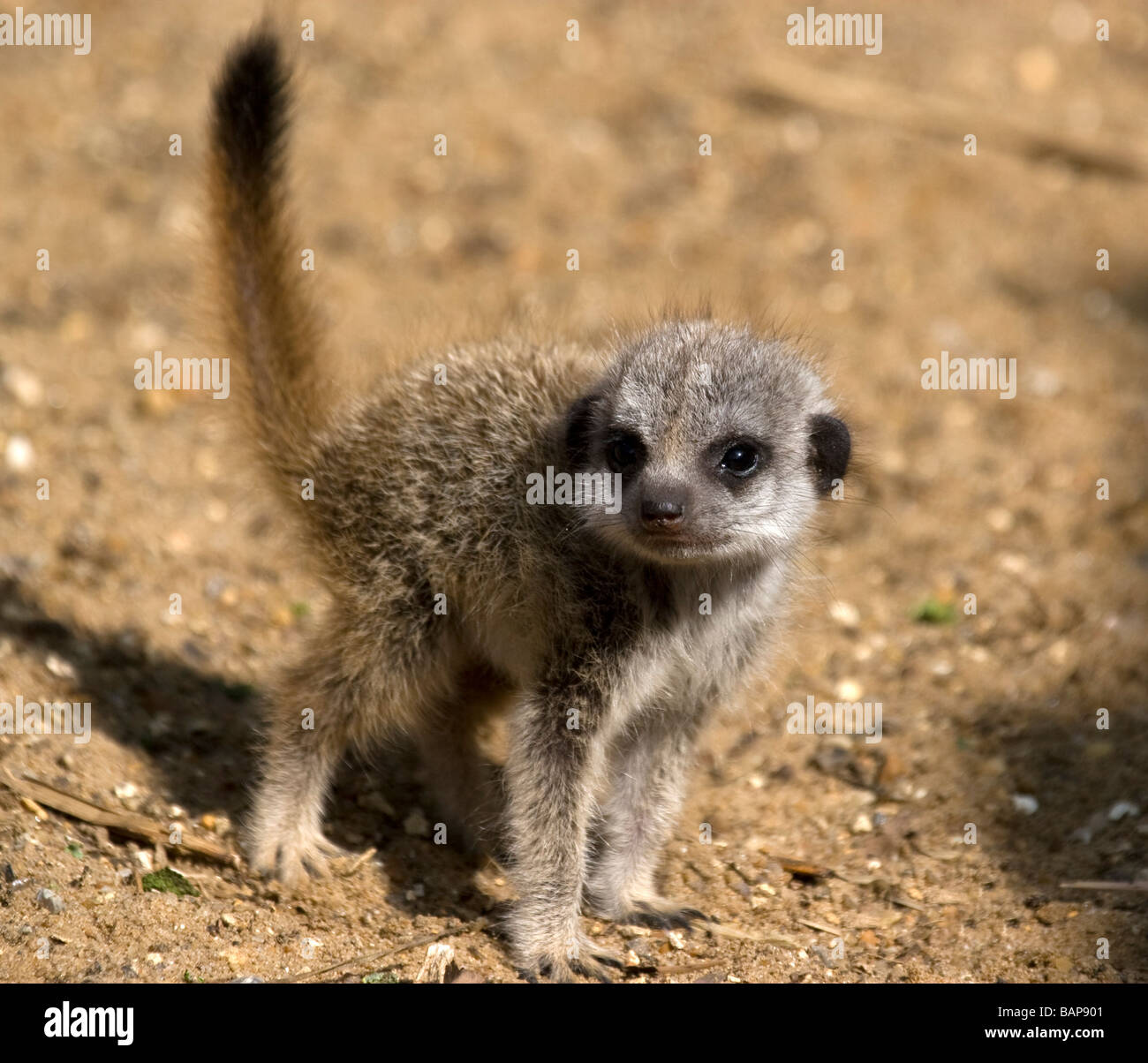 Meerkat Tail Hi res Stock Photography And Images Alamy meerkat-tail-hi-res-stock-photography-and-images-alamy