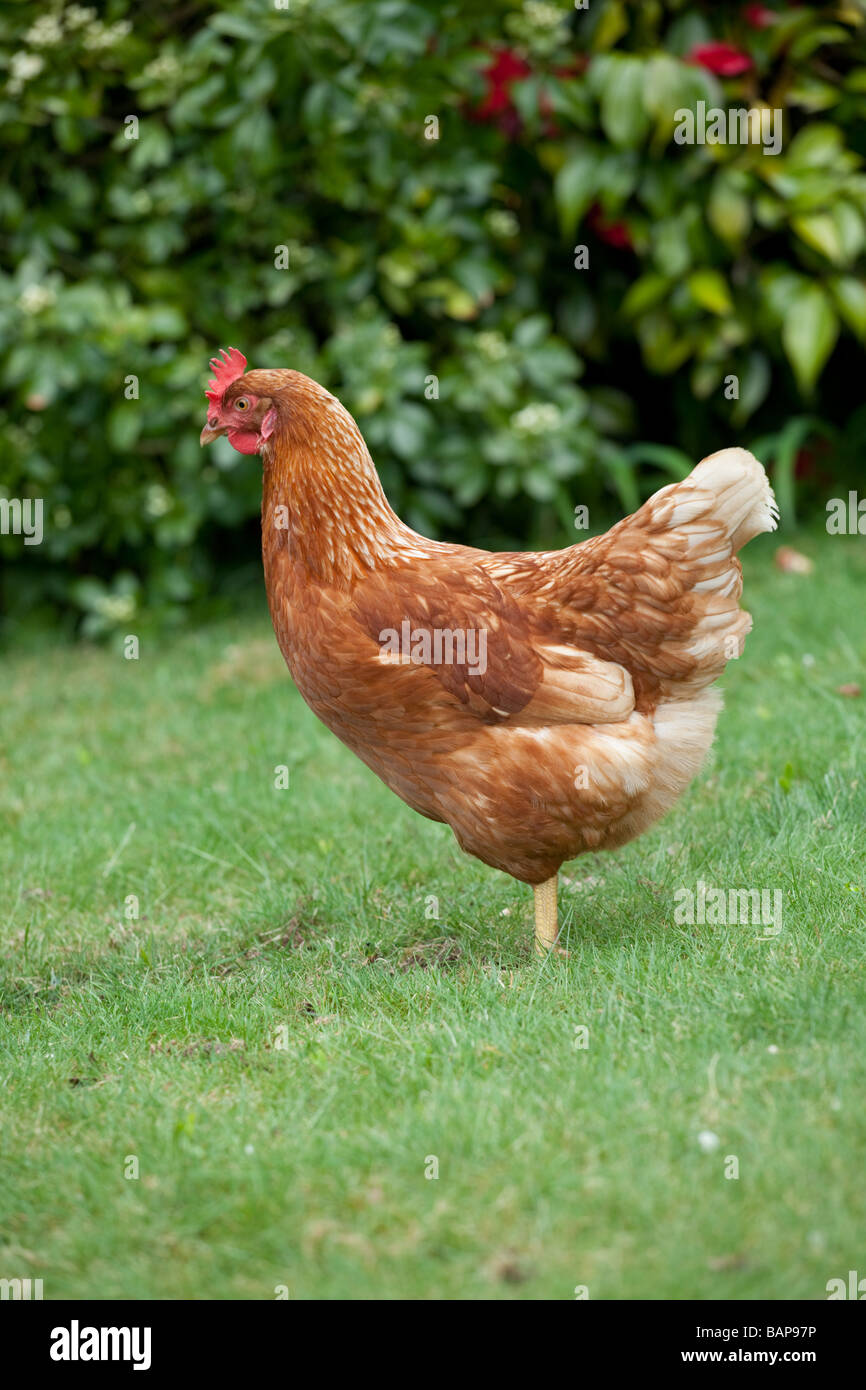 Chicken in a garden Stock Photo