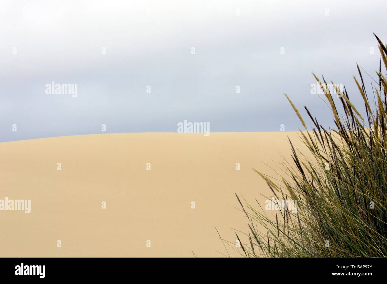 Sand Dunes Oregon Dunes National Recreation Area Reedsport, Oregon