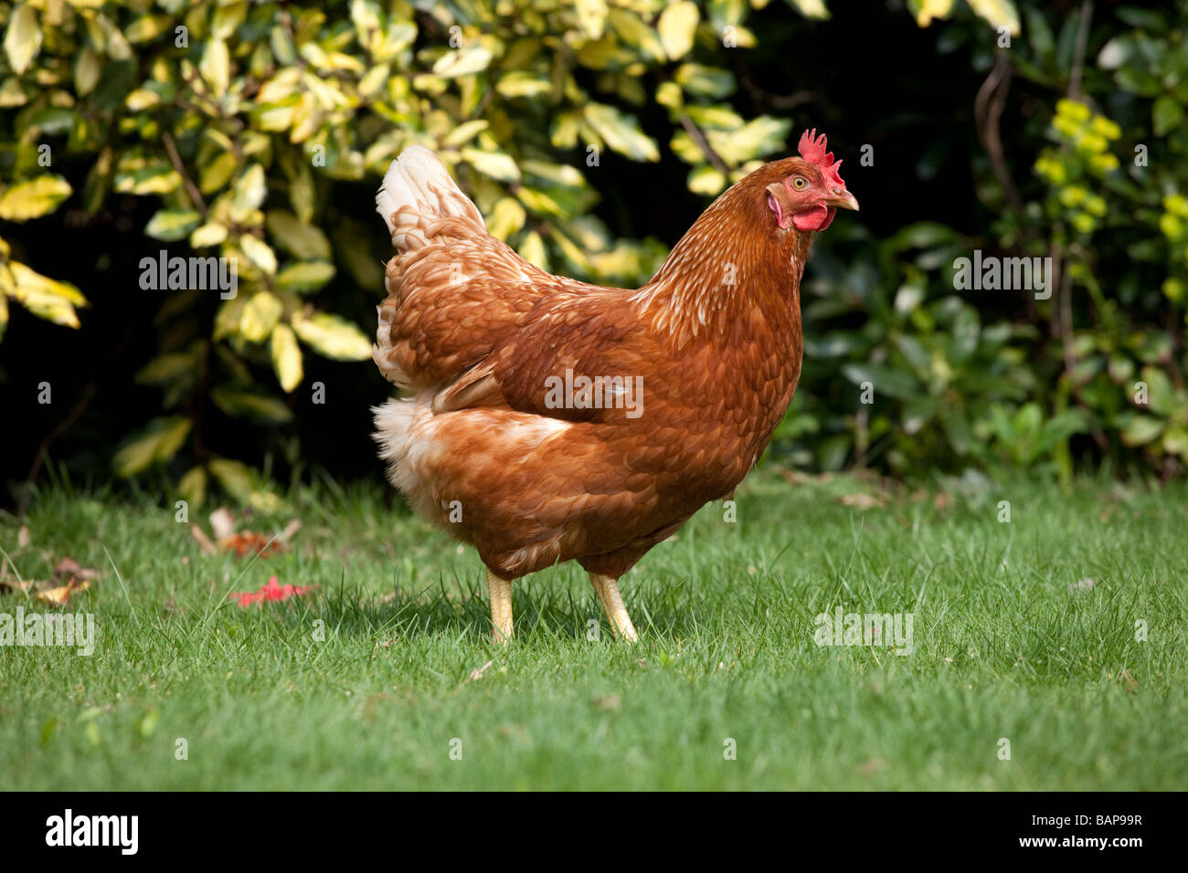 Chicken in a garden Stock Photo