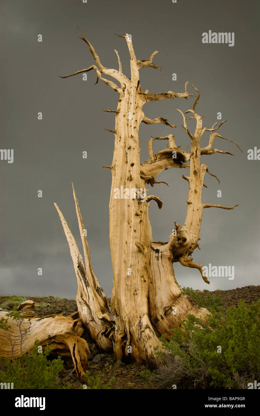 Ancient Bristlecone Pine Tree Stock Photo Alamy
