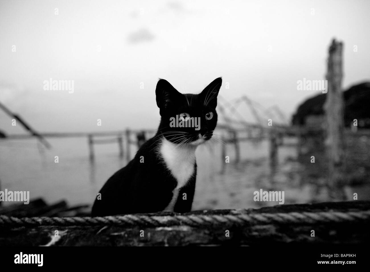 Kitten sits by the ropes of a Chinese fishing net in Fort Cochin, Kochi, Kerala, South India Stock Photo
