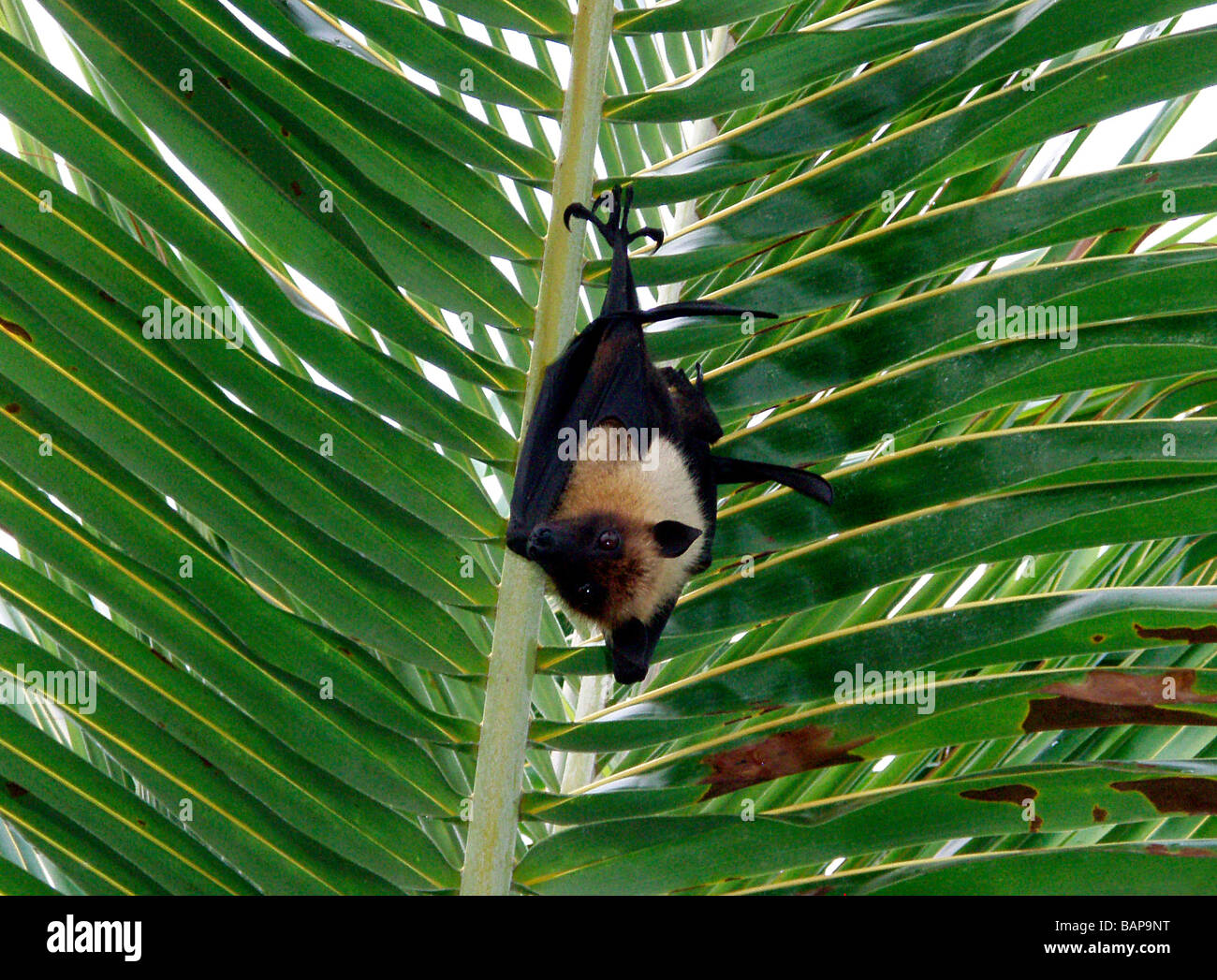 Fruit bat, flying fox, Pteropidae. Kuredu Island, Maldives, Indian Ocean, Asia. Stock Photo