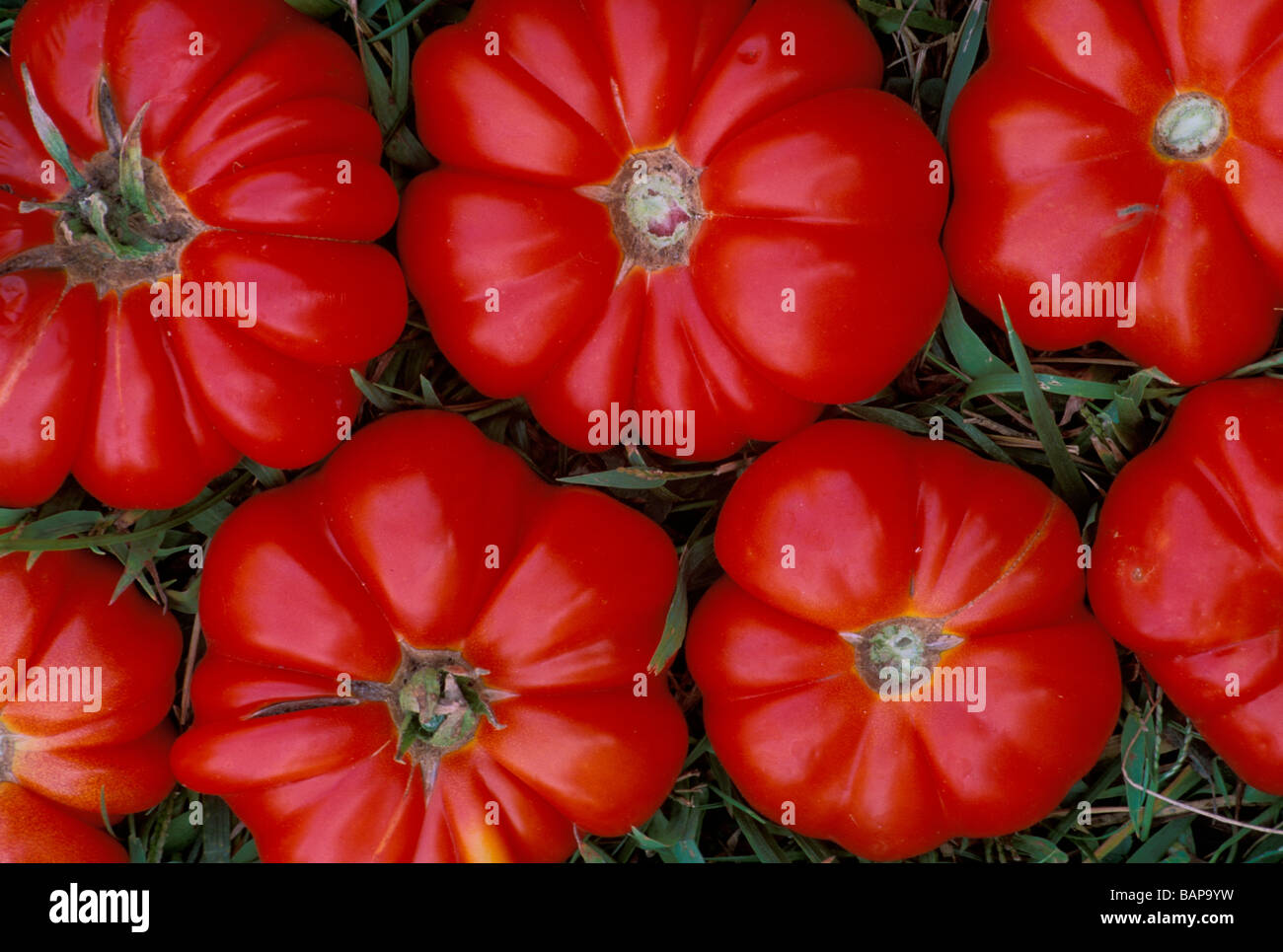 Signs of Summer: Rows of Italian red tomatoes ready to eat Stock Photo